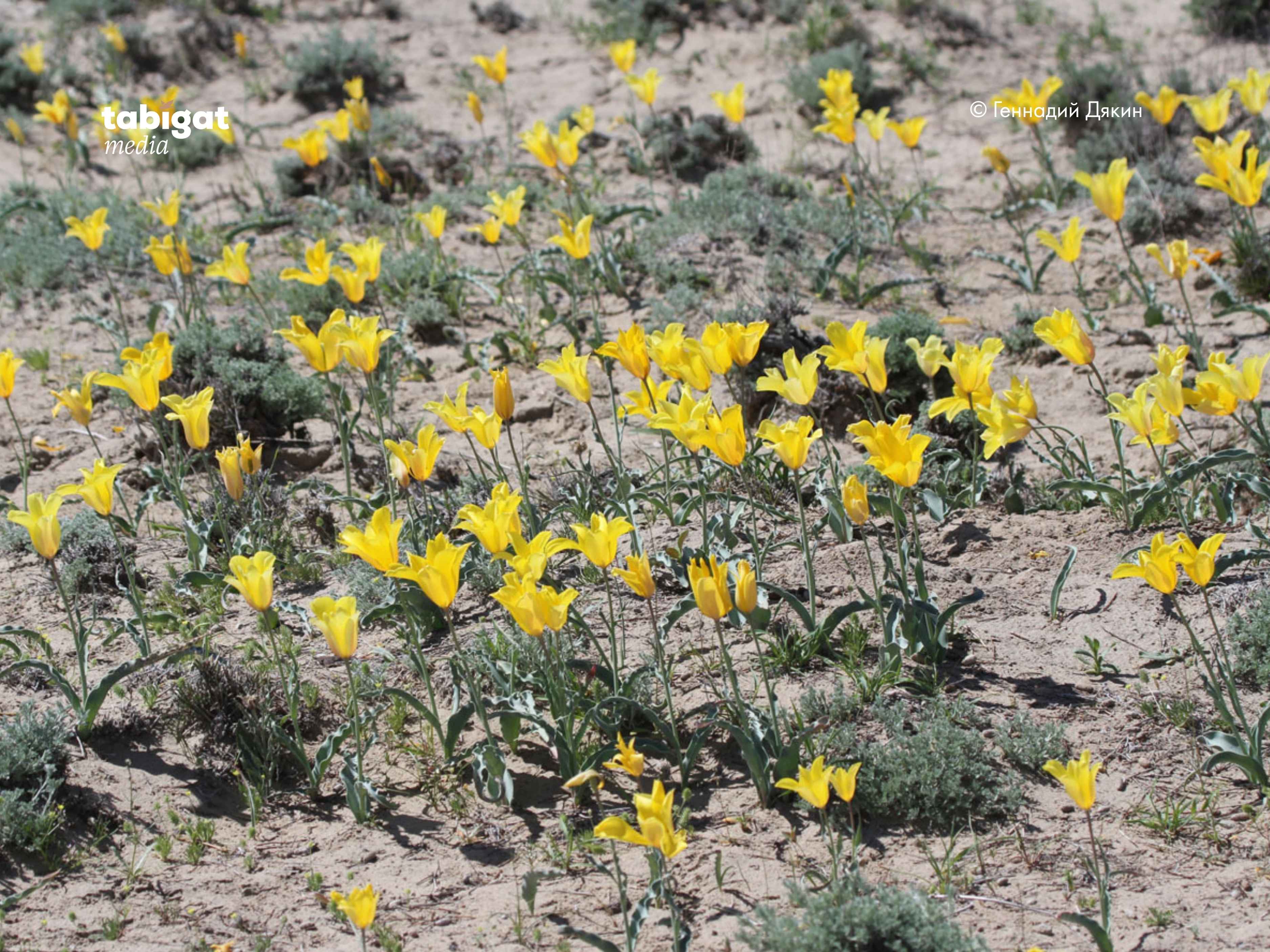 Қыз раковинаға кептеліп қалды